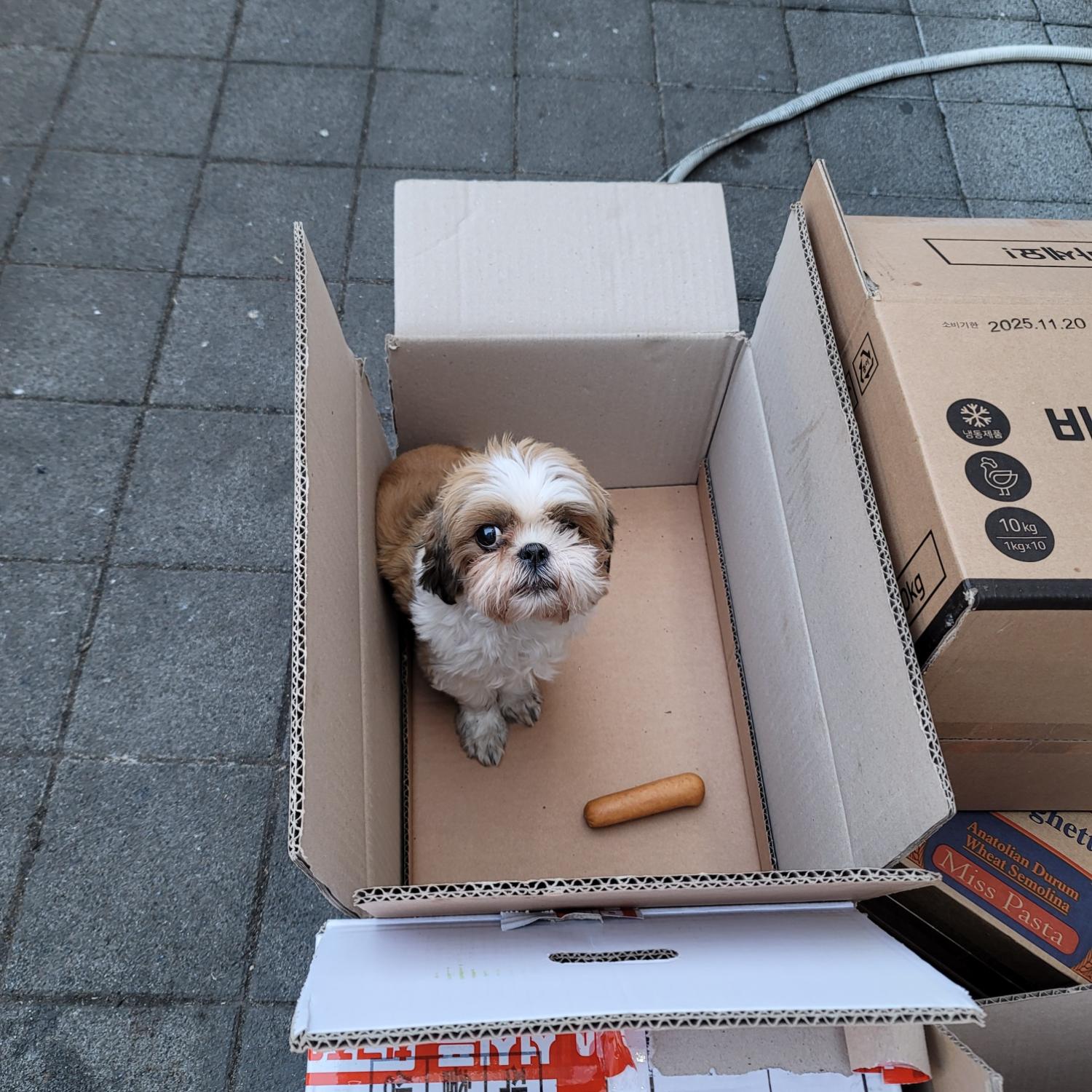 시츄 이미지 파일 입니다.